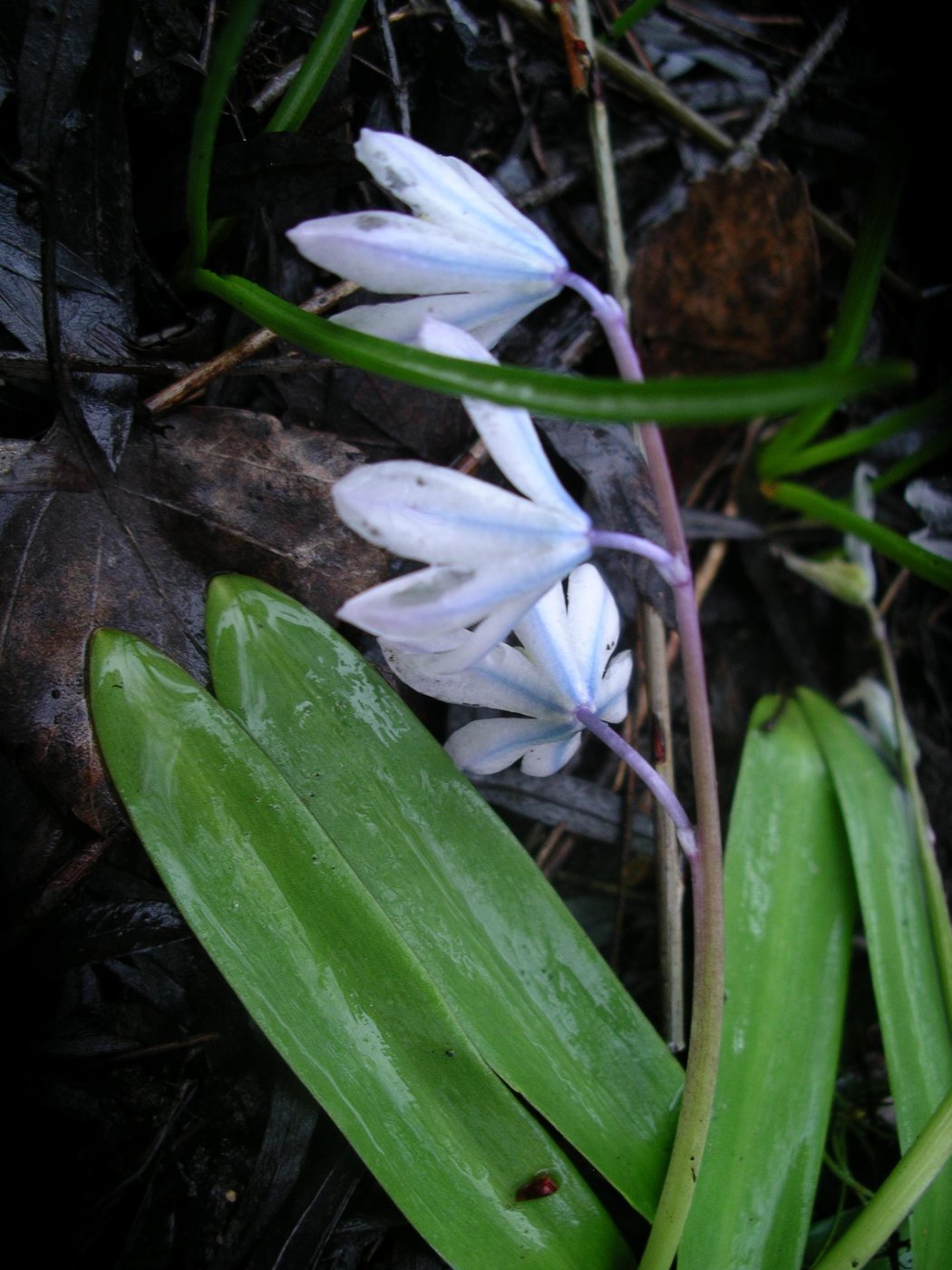 Scilla mitschenkoana