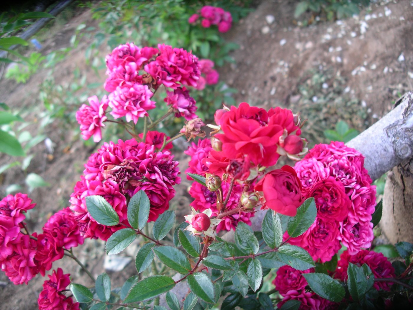Rosa hybridus  cv. Momo