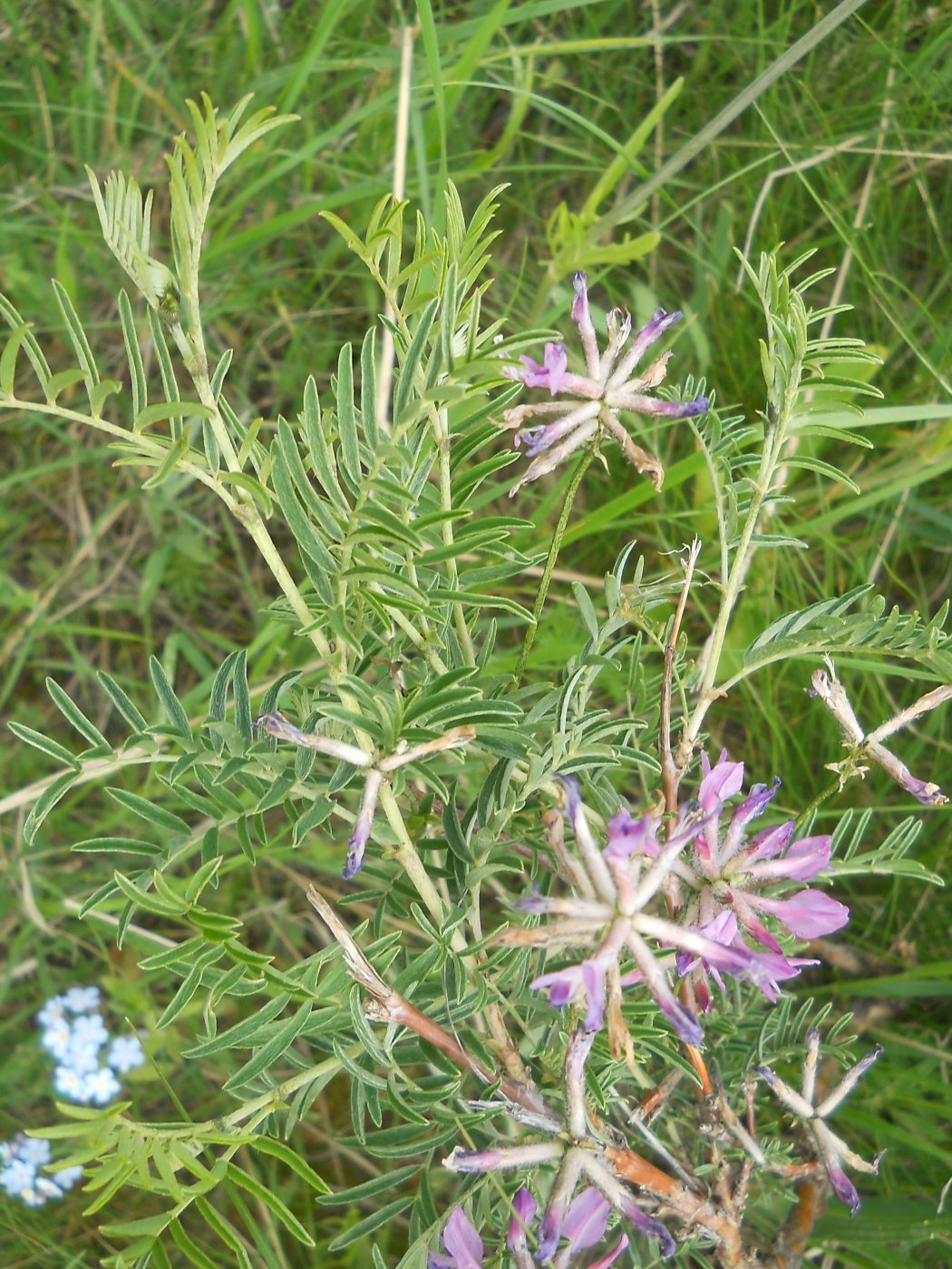 астрагал рогатый - Astragalus aff. cornutus 03f3741c82daaf24b0fecbd33061e7be.jpeg