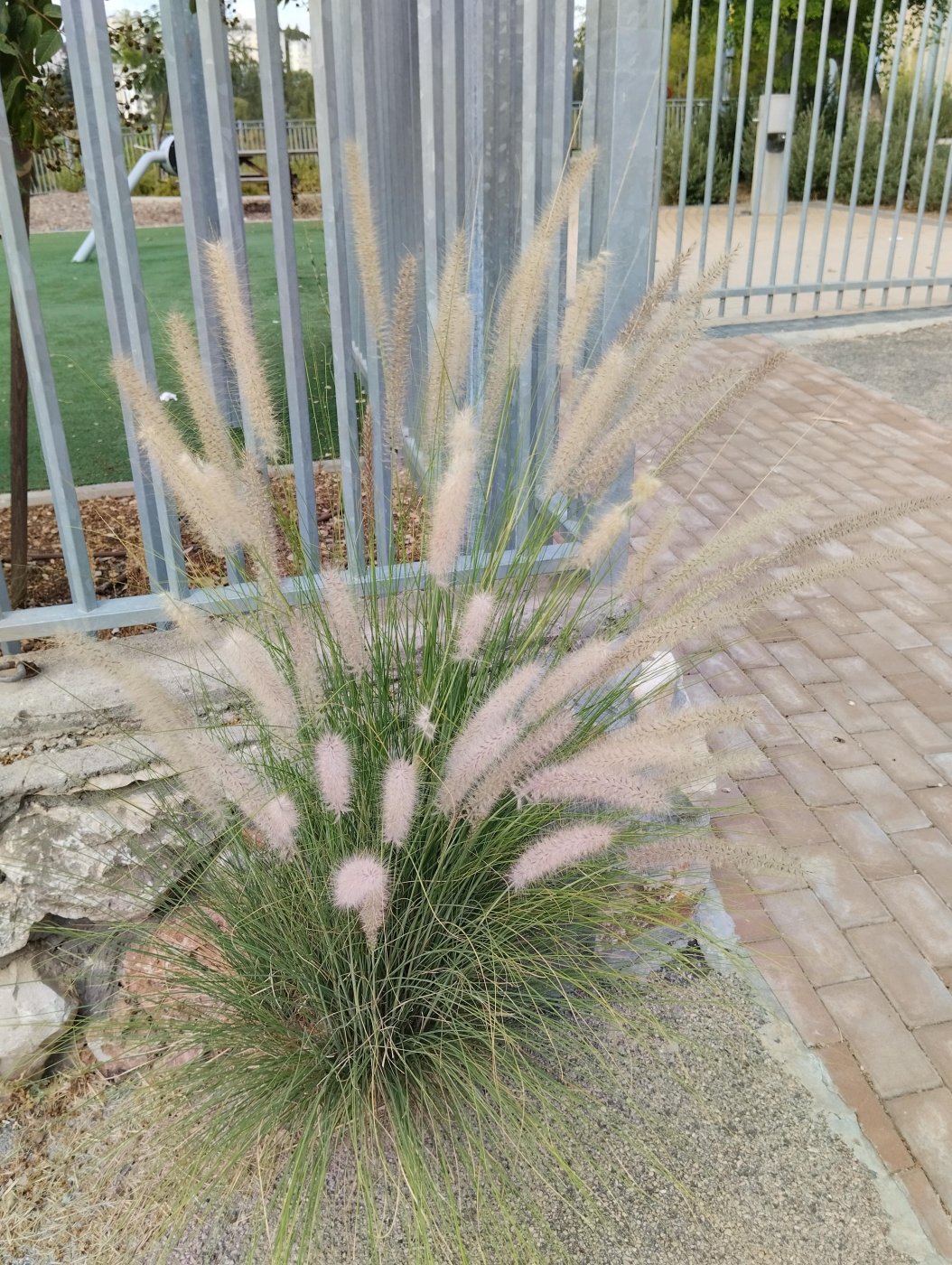 Pennisetum setaceum 
