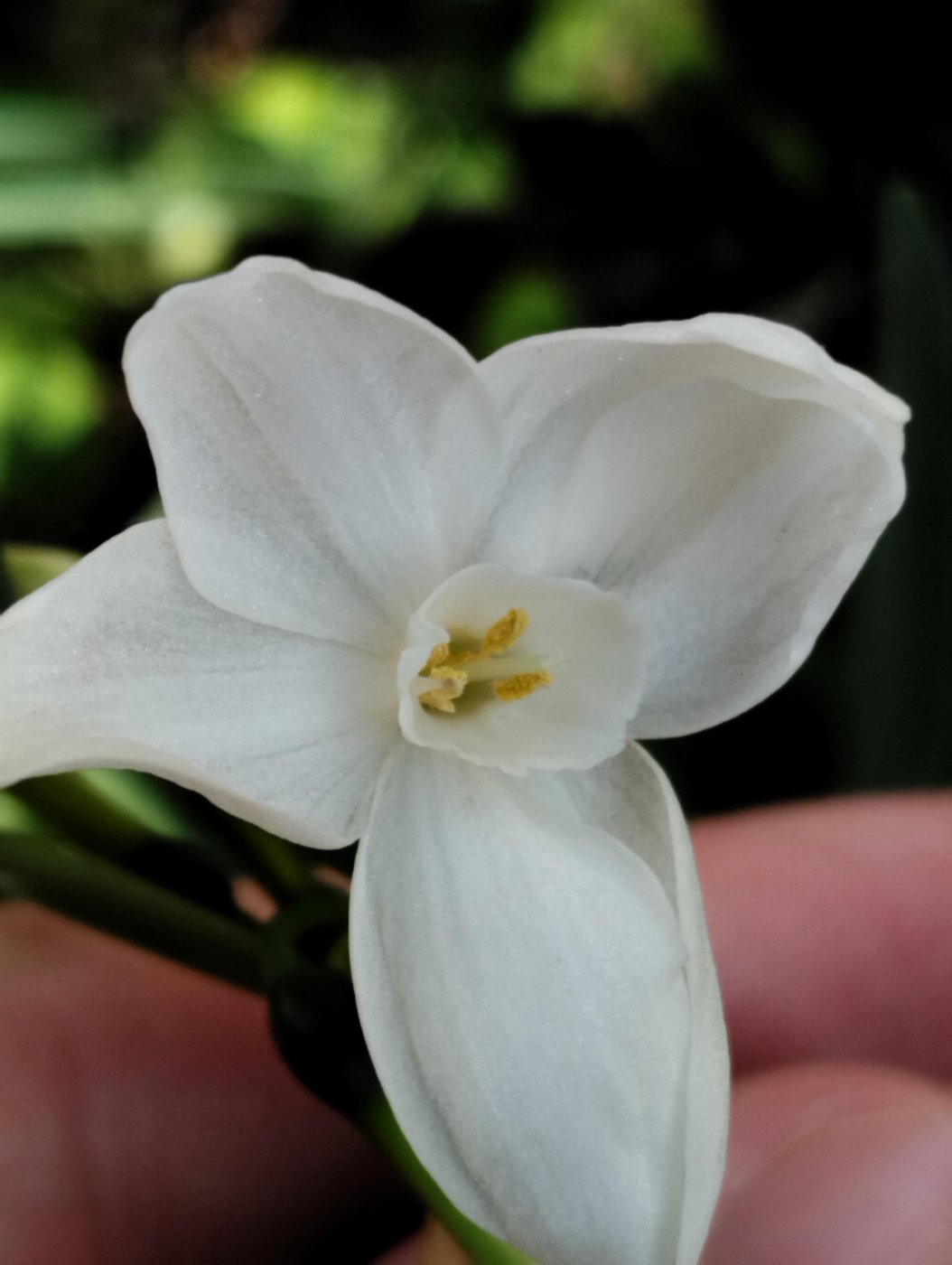 Narcissus papyraceus Ker Gawl.