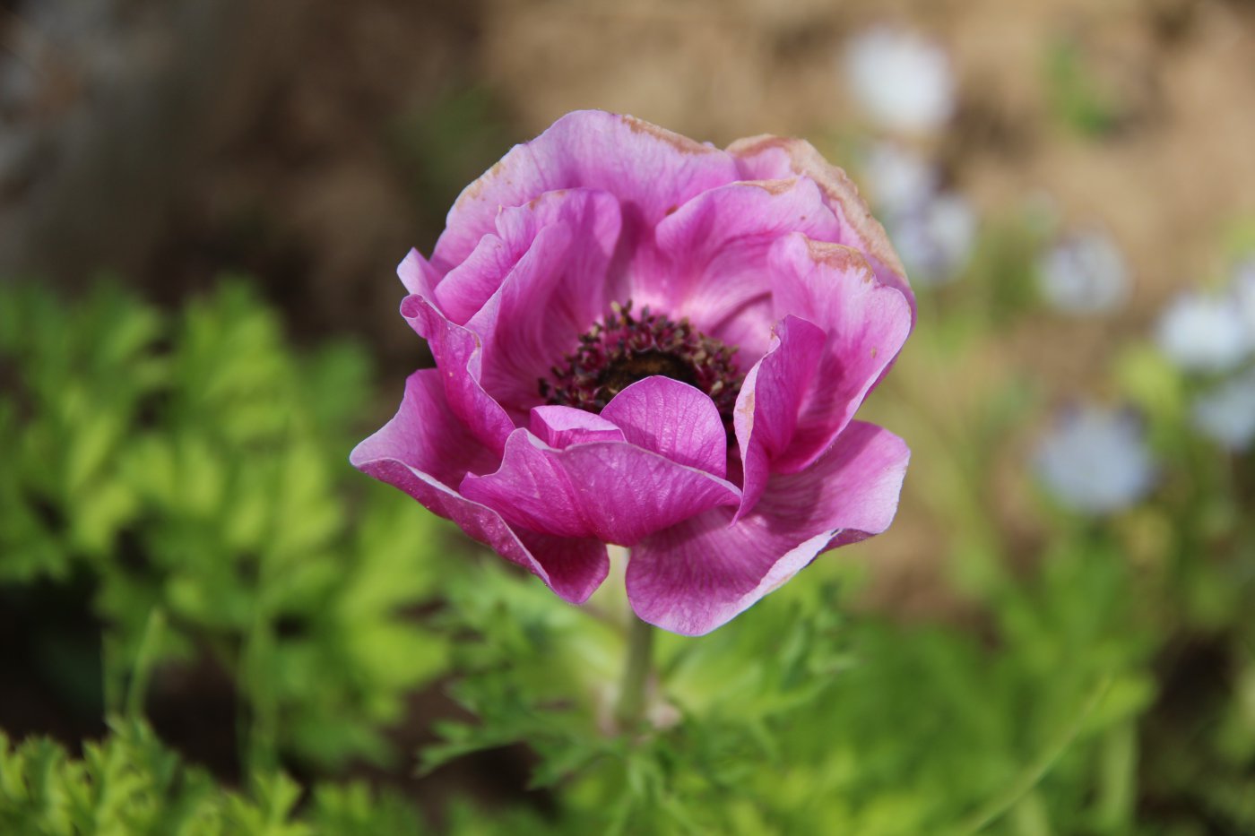 Anemone coronaria L. cv. Sylphide
