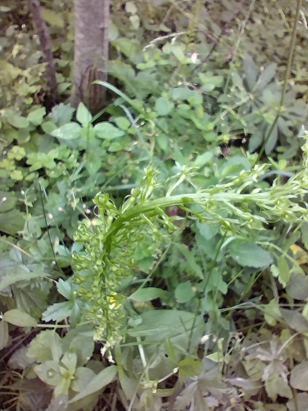 Listera ovata (L.) R. Br.