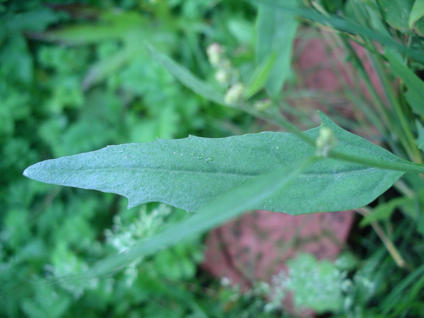 Atriplex prostrata (Willd.) Rauschert