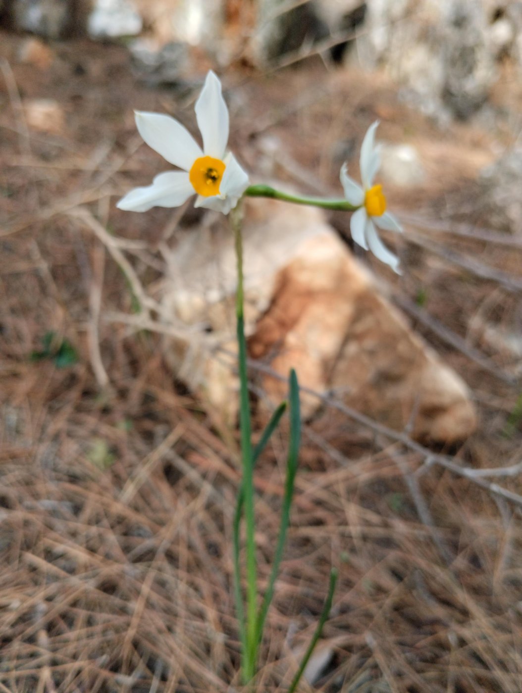 Narcissus tazetta L.