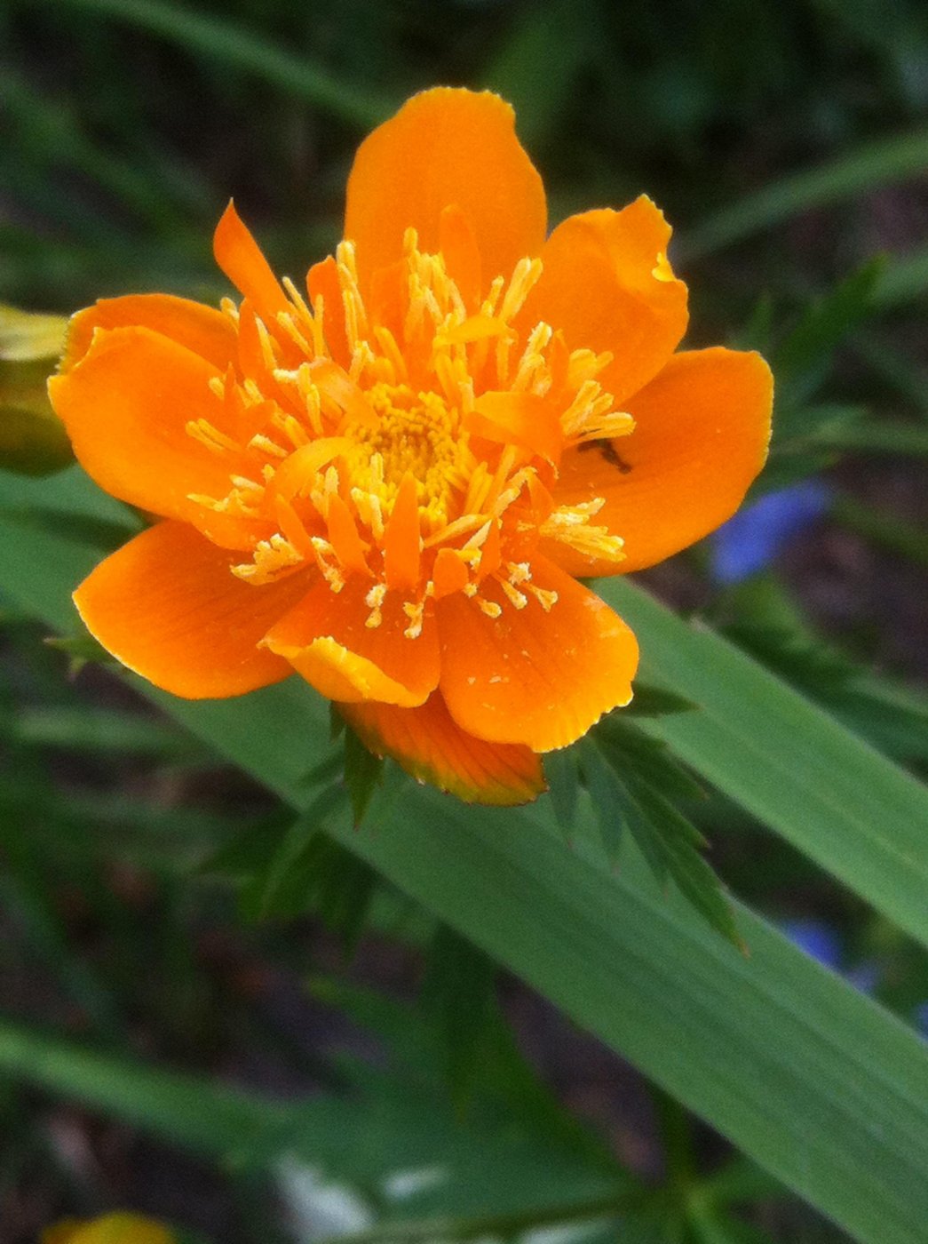 Trollius irkutensis