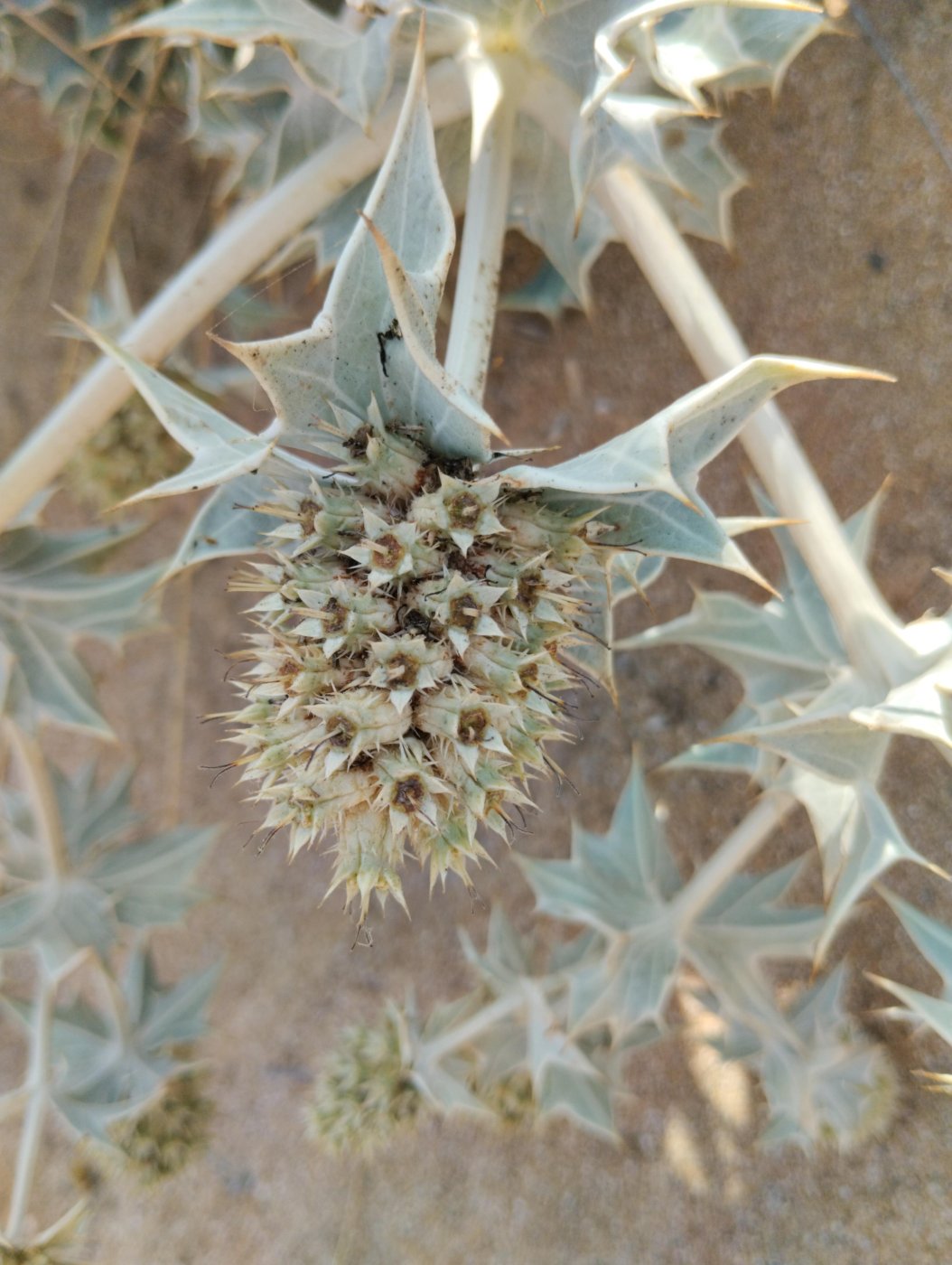 Eryngium maritimum L.