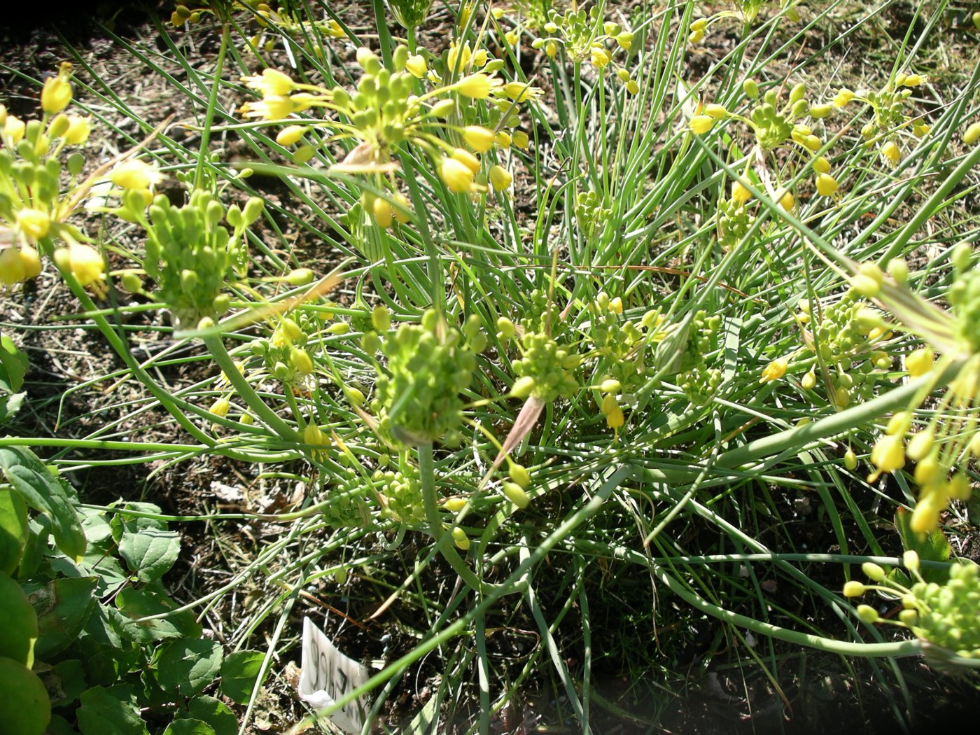 Allium flavum  cv.  Minor