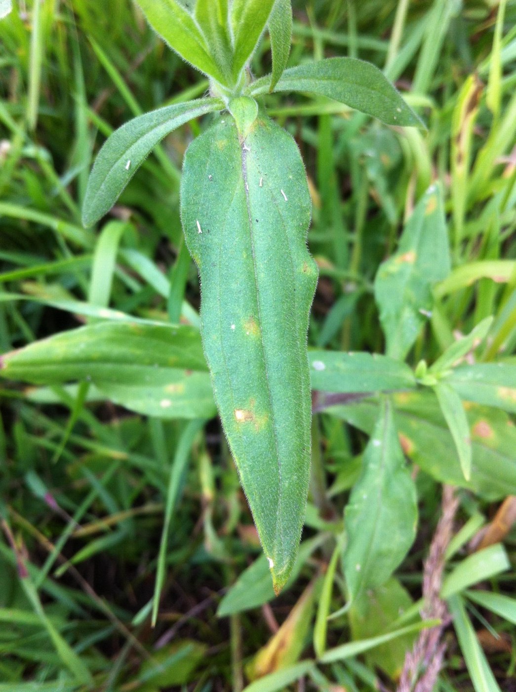 Oberna behen (L.) Ikonn.