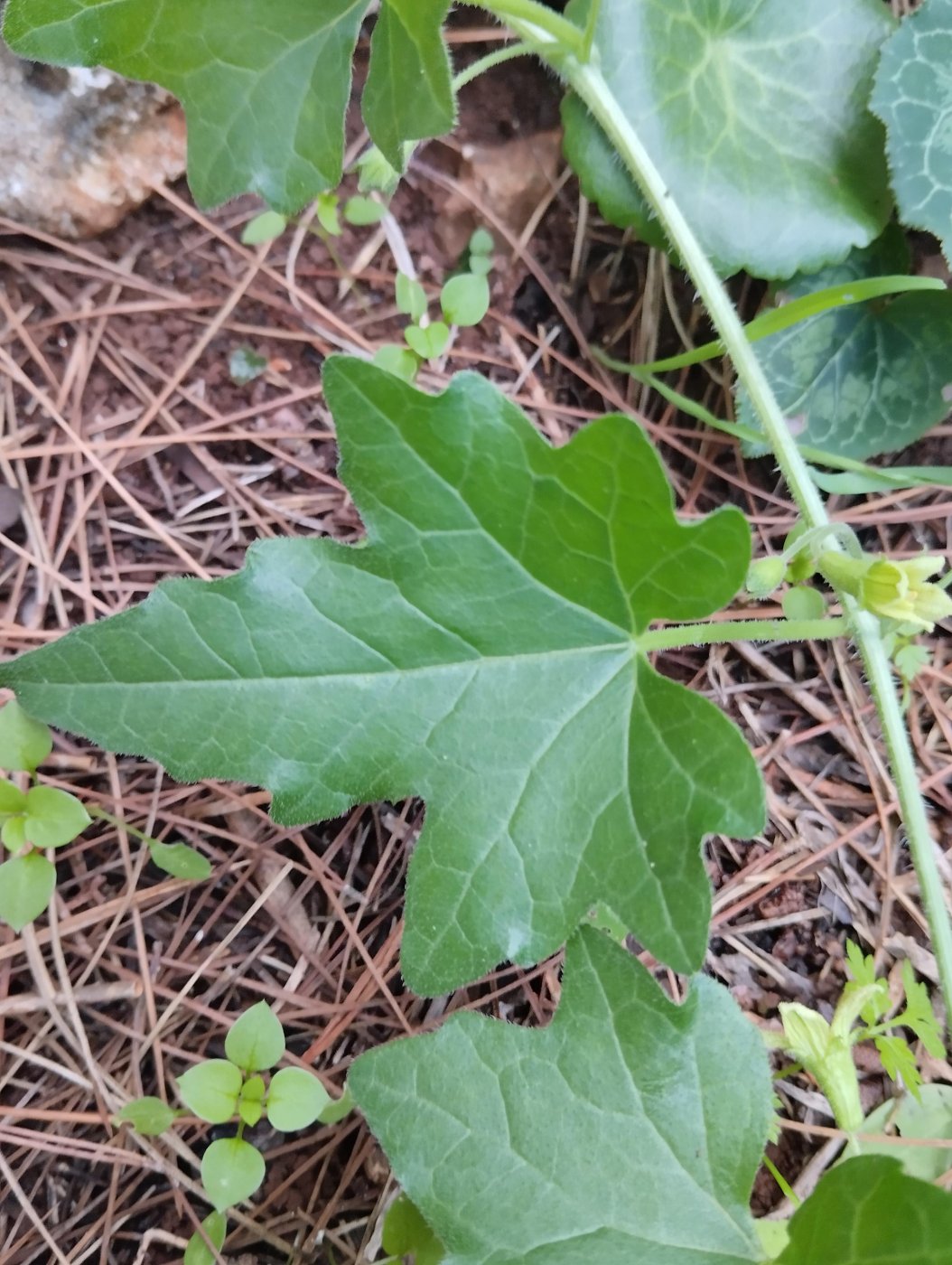 Bryonia syriaca Boiss