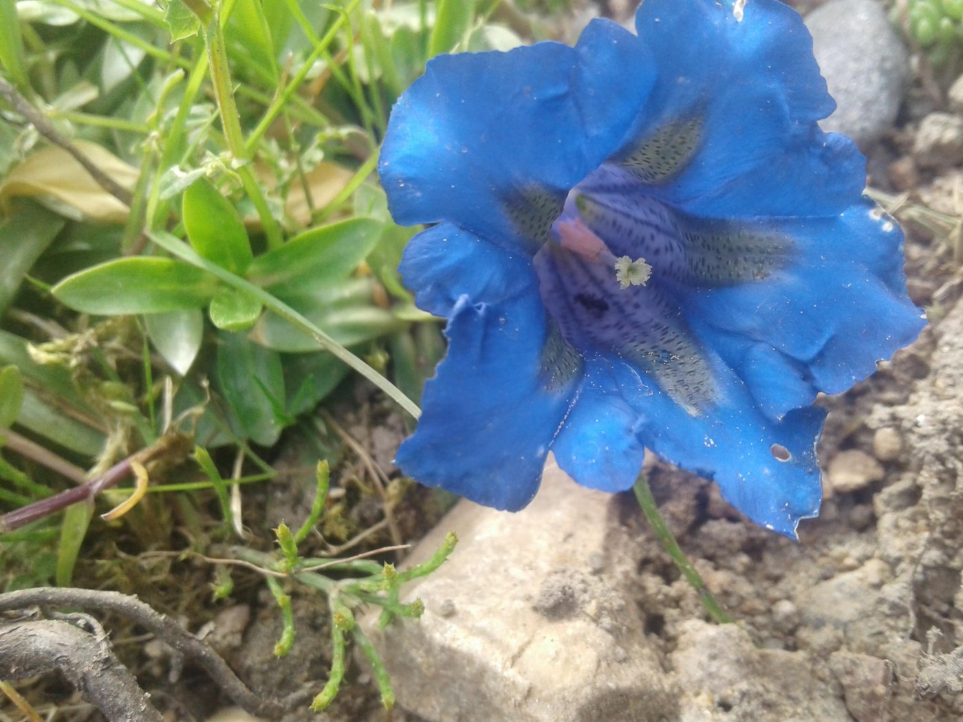 Gentiana occidentalis (A.Gray) T.J.Fitzp.