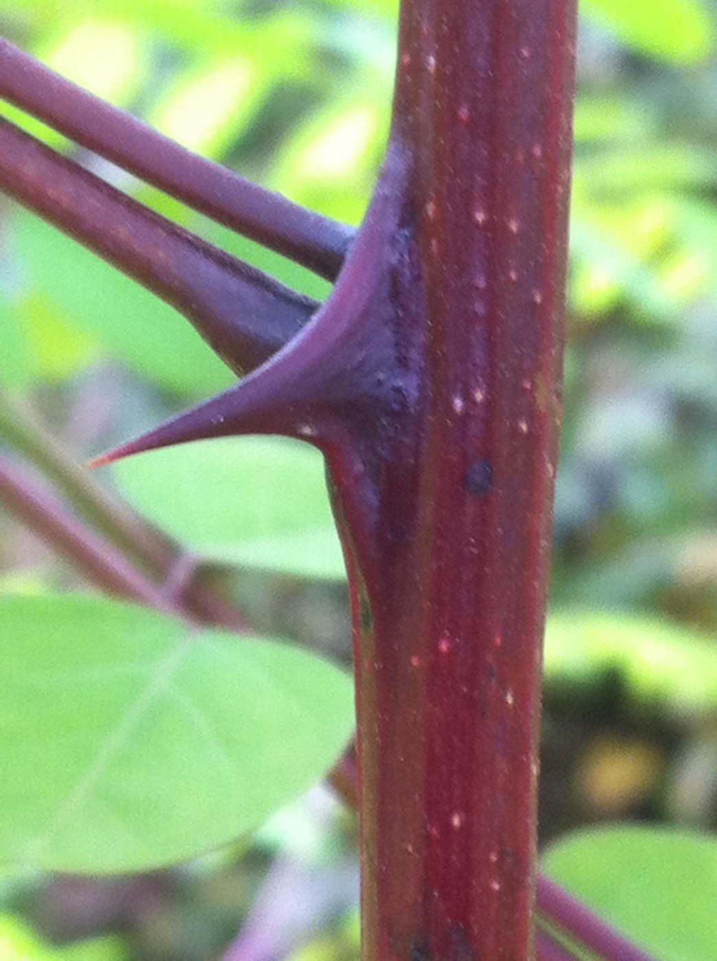 Robinia viscose