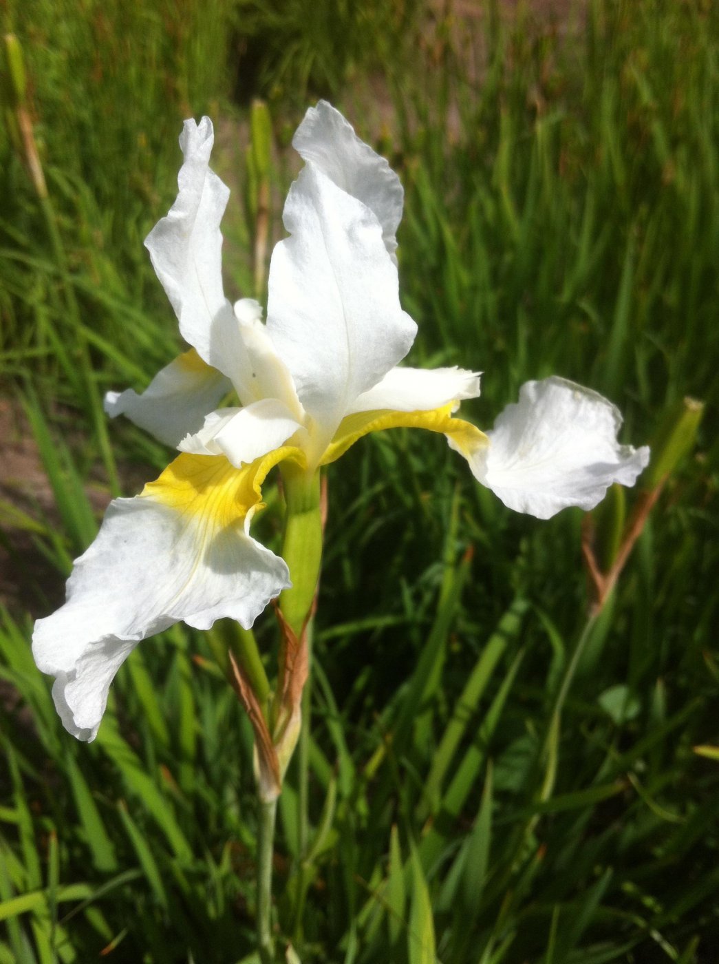 Iris sibirica L. cv. Snow crest