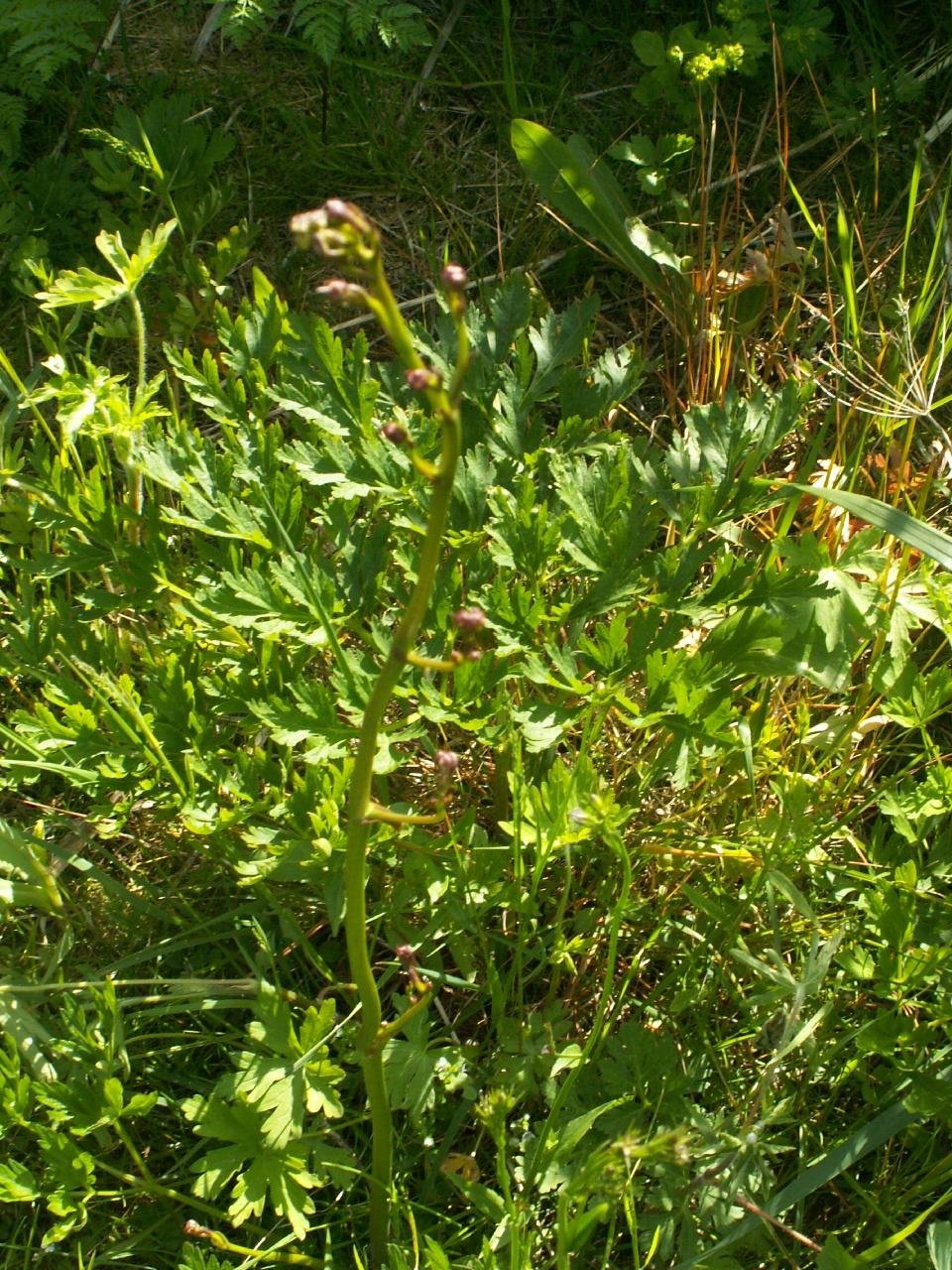 Physospermum cornubiense (L.) DC.