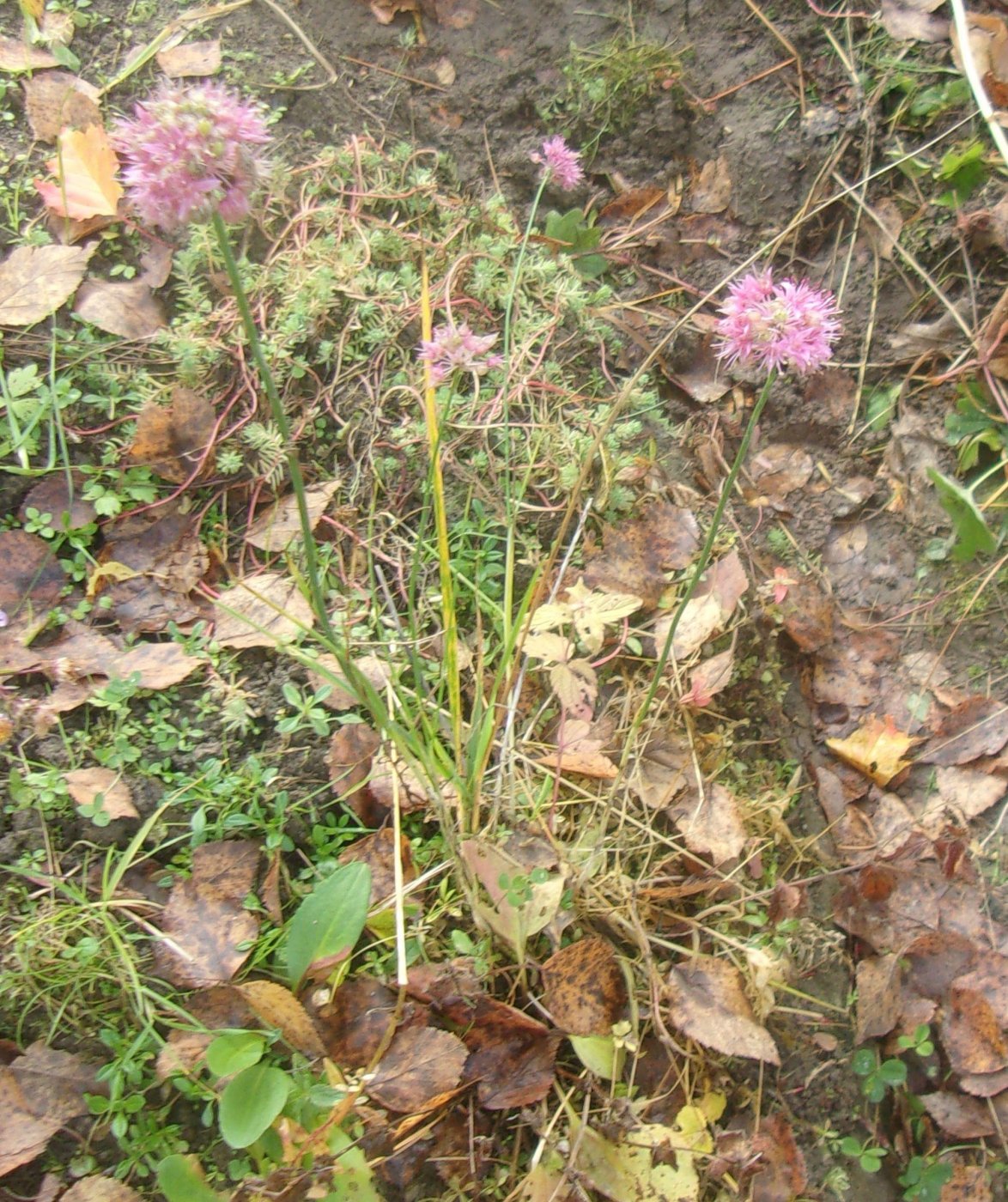 Allium saxatile M. Bieb.