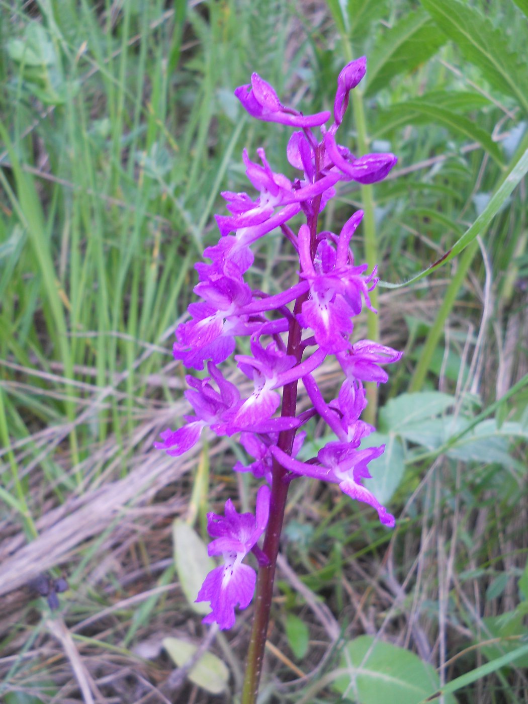 ятрышник мужской - Orchis mascula 195a07798e317f494a203165d9f06f3f.jpeg
