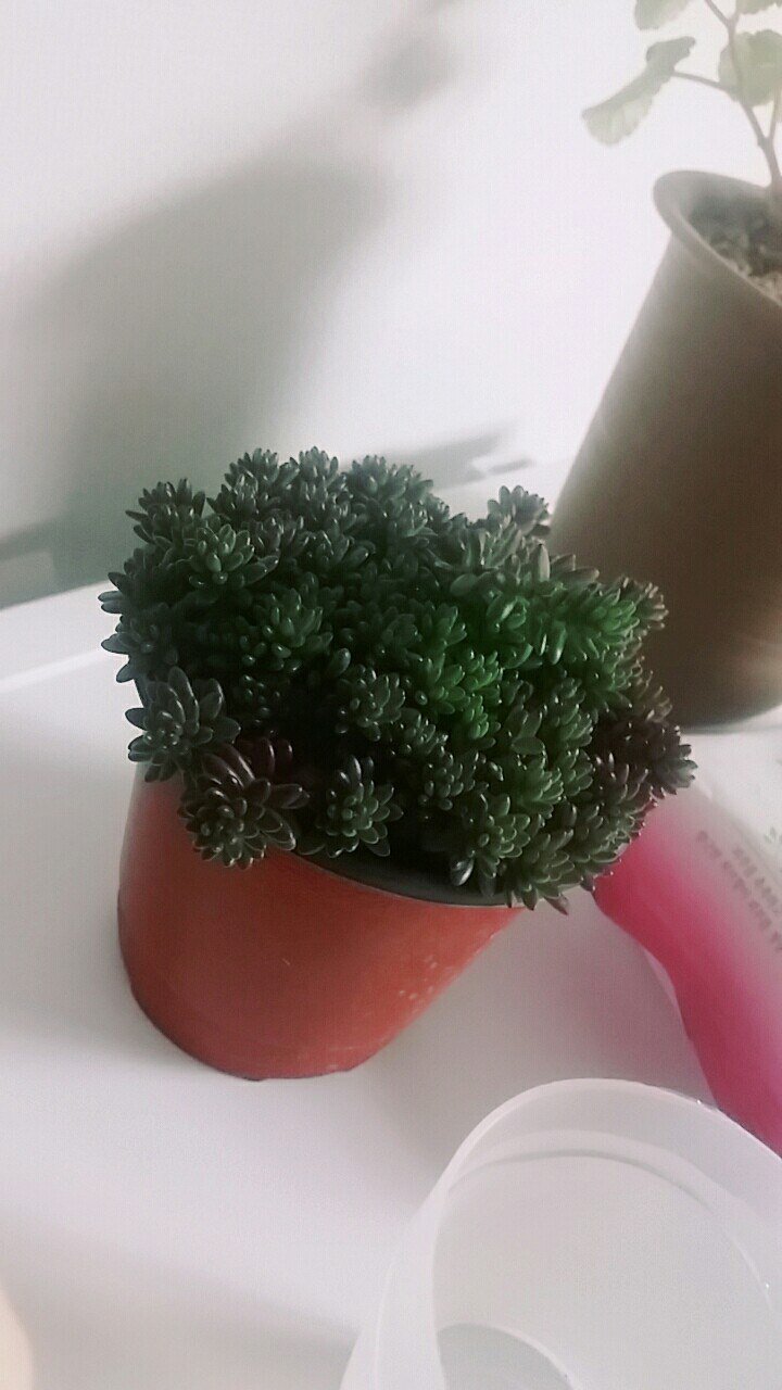 Sedum album 