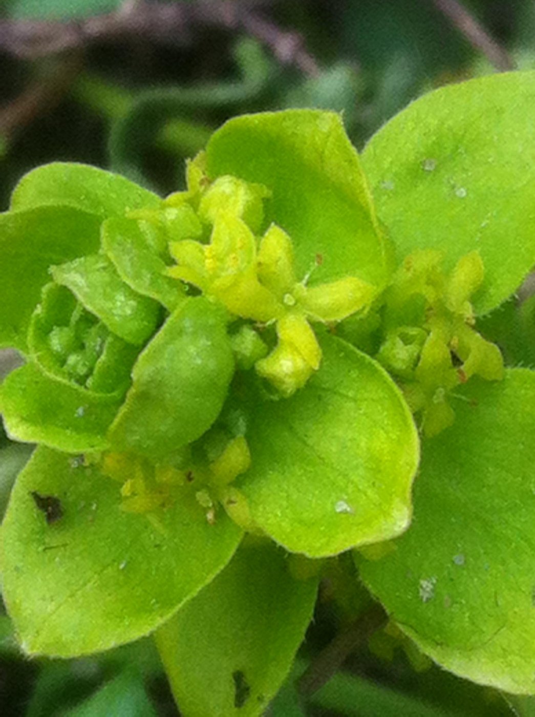 Cruciata taurica (Pall. ex Willd.) Soo