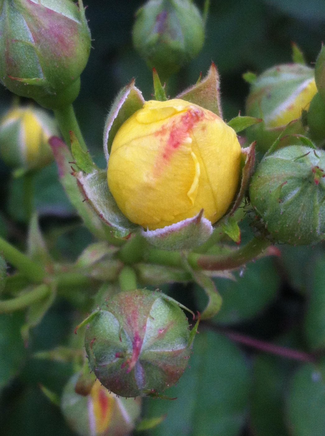 Rosa hybridis  cv. Golden border