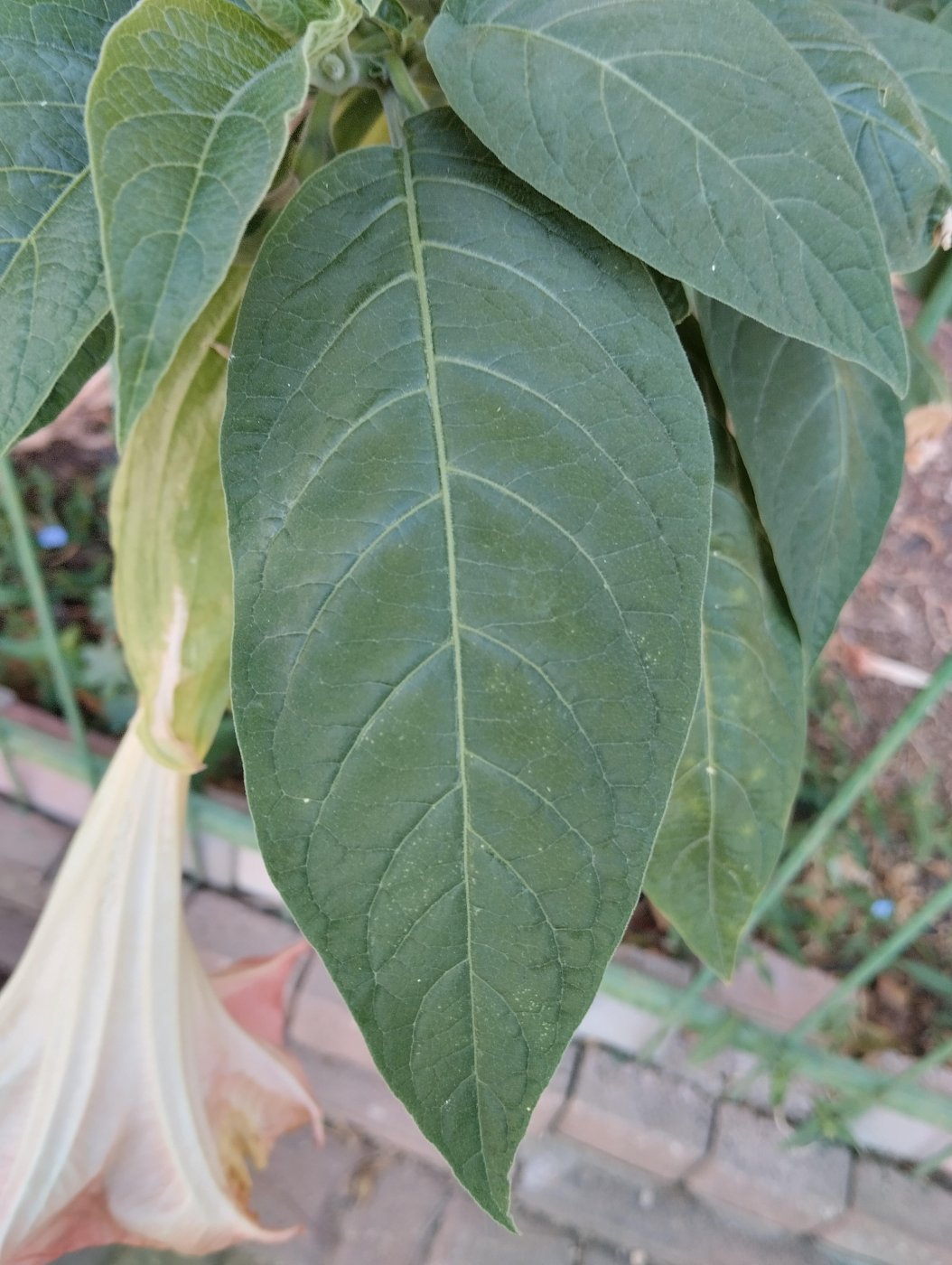 Brugmansia arborea (L.) Sweet