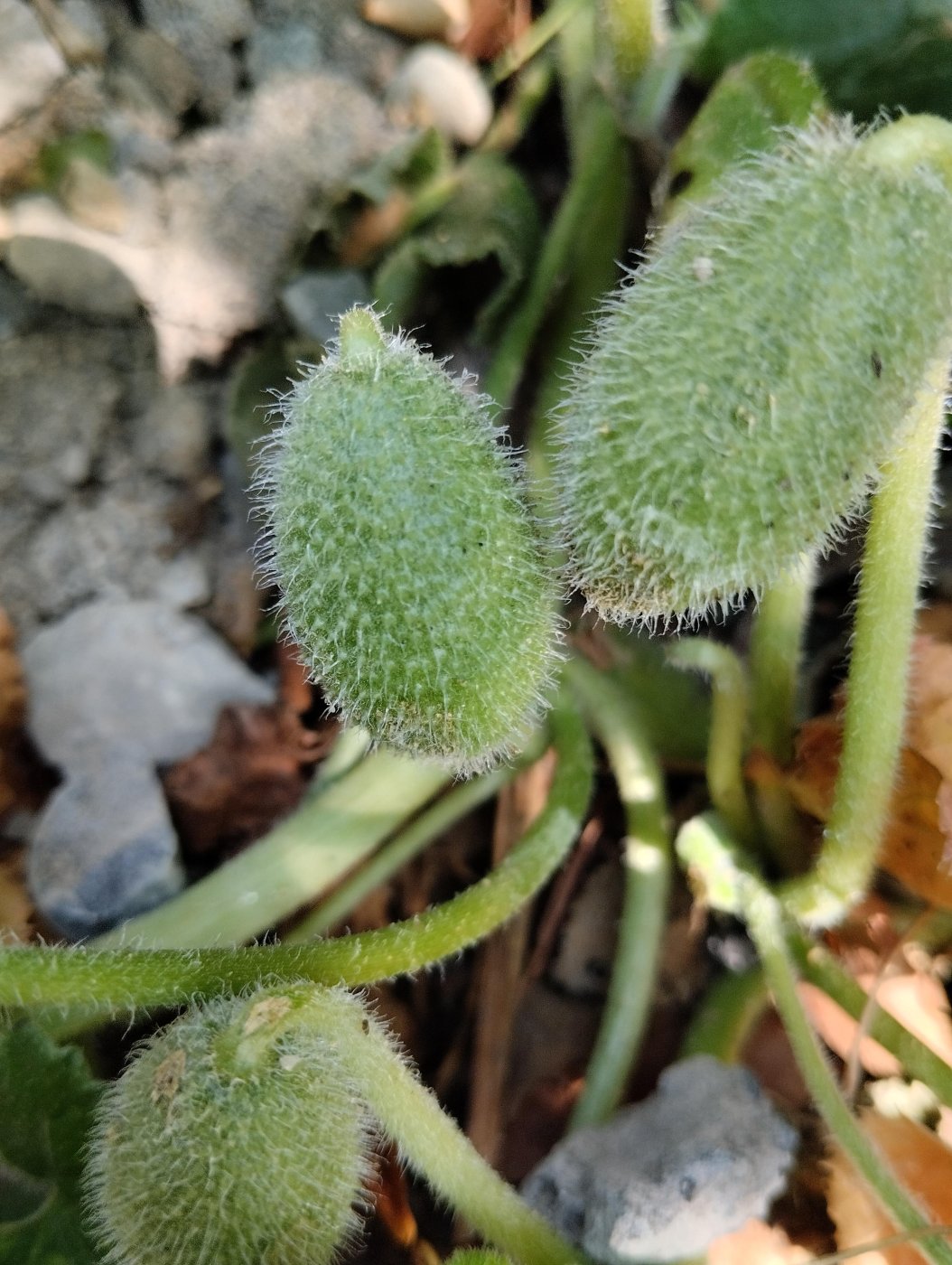 Ecballium elaterium (L.) A. Rich.