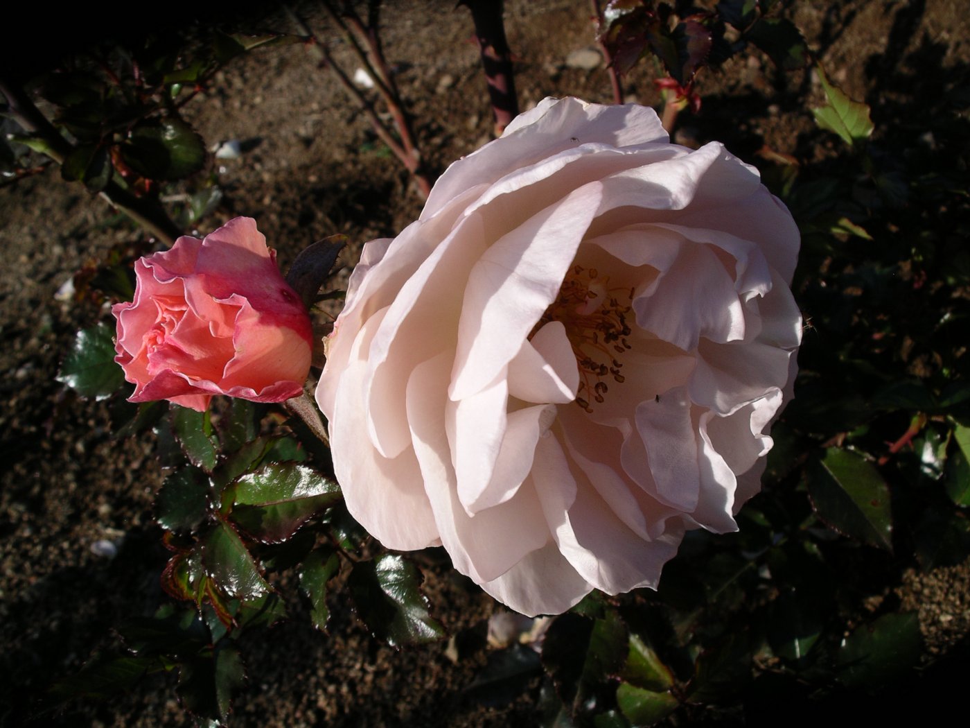 Rosa hybridus  cv. Micol Fontana