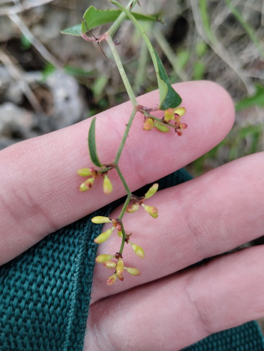 Smilax aspera 