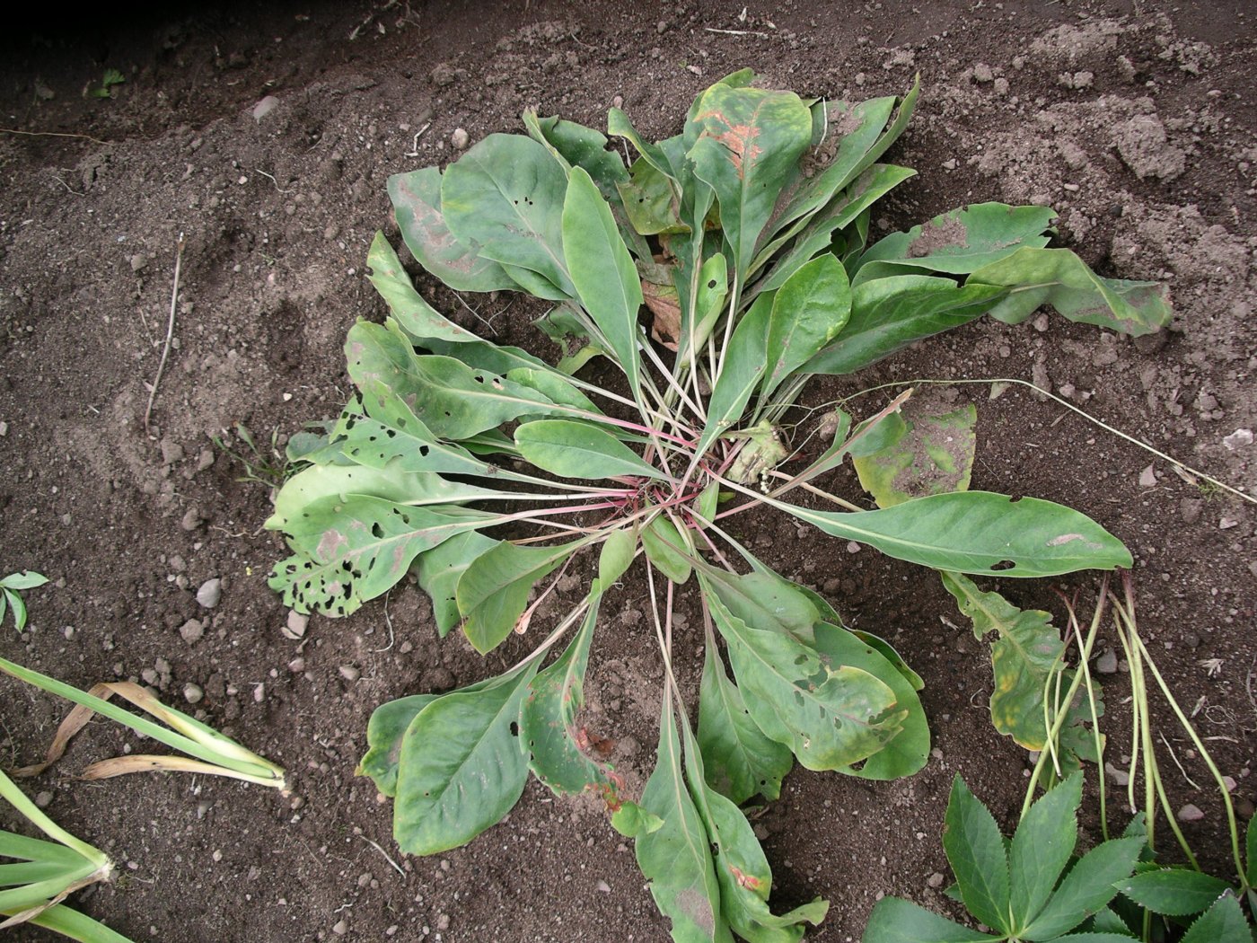 Limonium gmelinii (Willd.) O. Kuntze