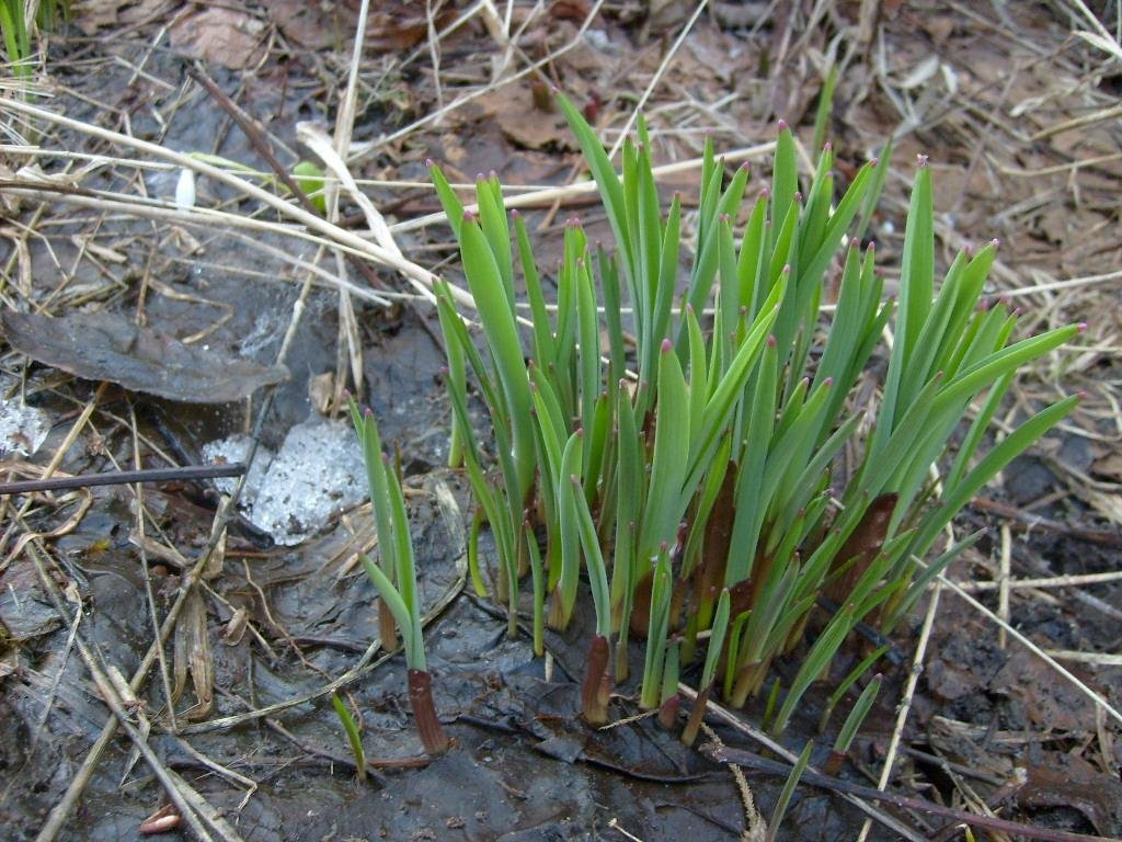 Allium rosenbachianum Regel
