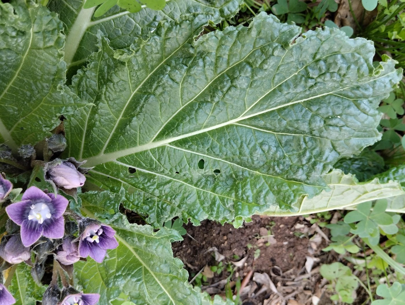 Mandragora autumnalis Bertol.
