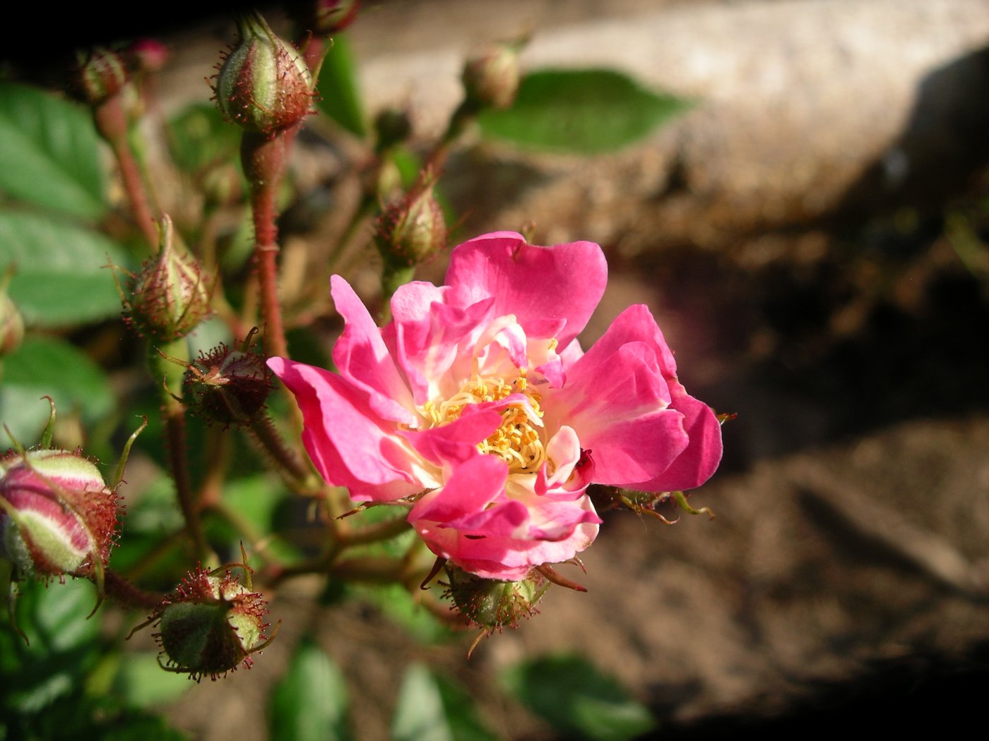 Rosa hybridus  cv. Wartburg