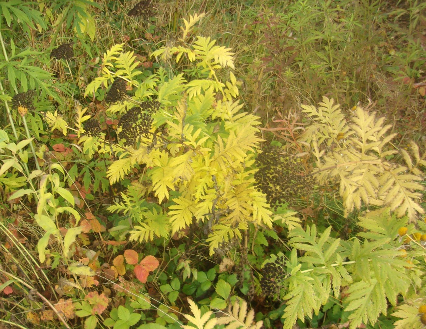 Pyrethrum macrophyllum (Waldst.
