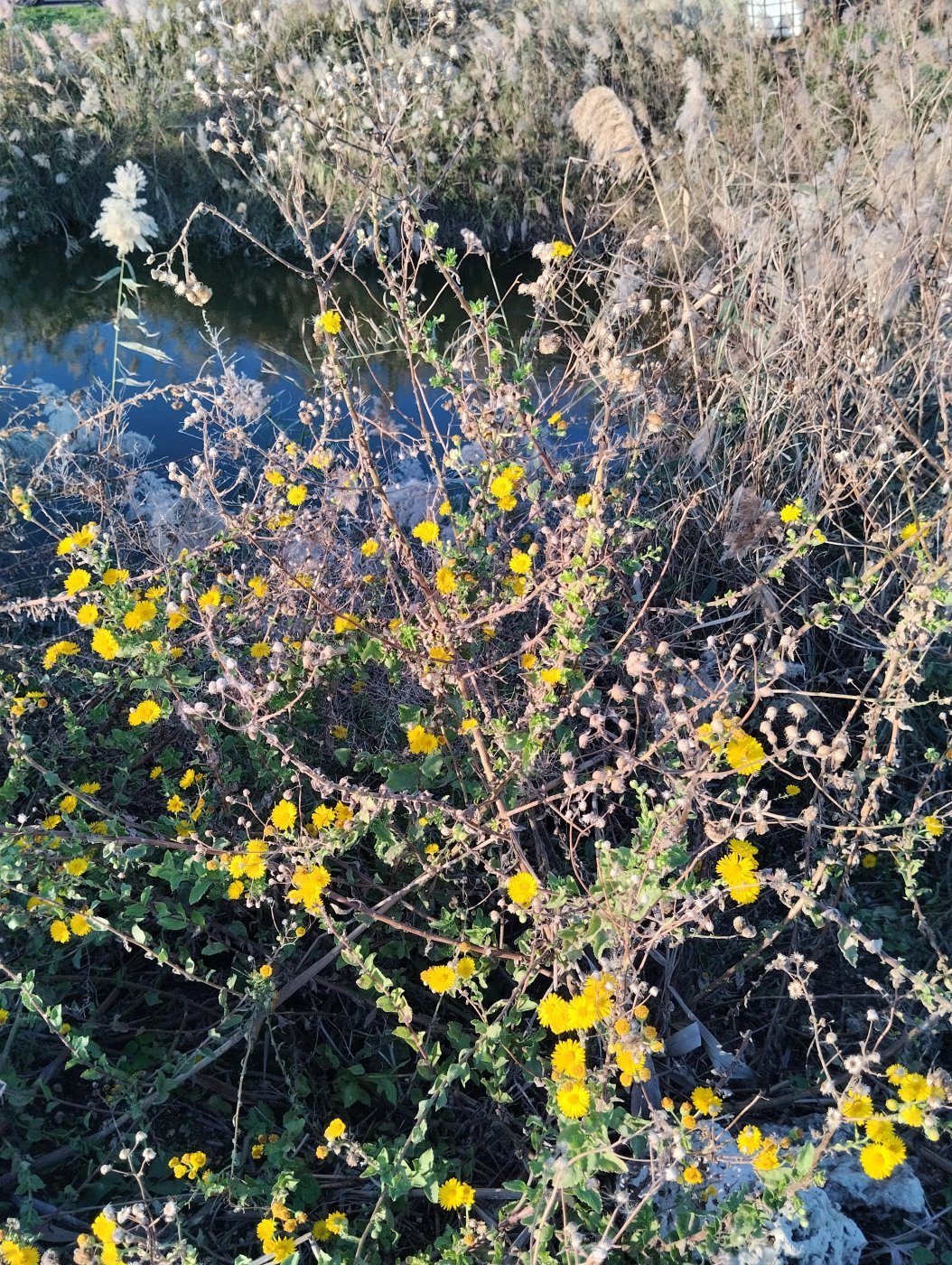 Heterotheca subaxillaris (Lam.) Britton et Rusby