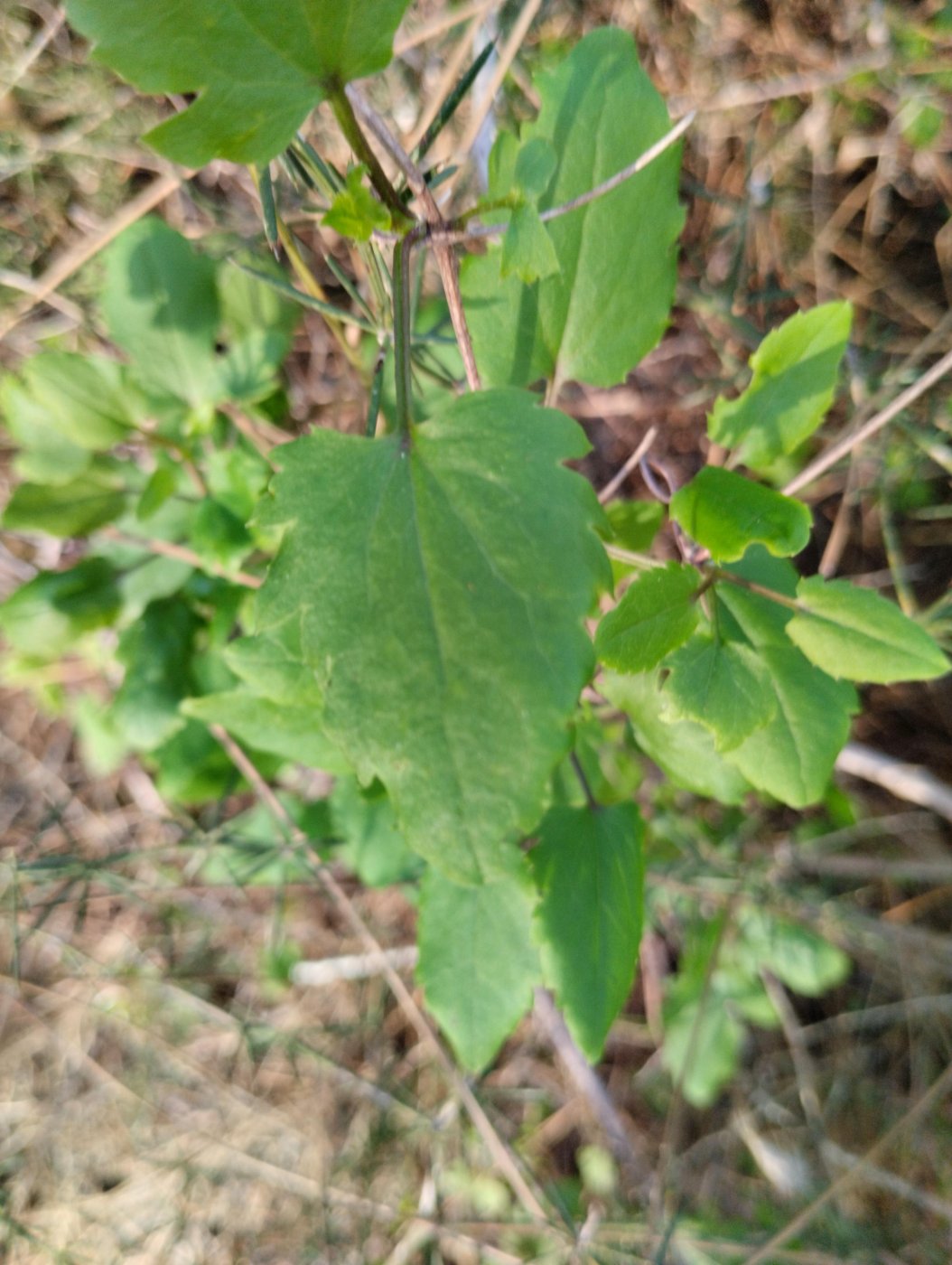 Clematis cirrhosa L.