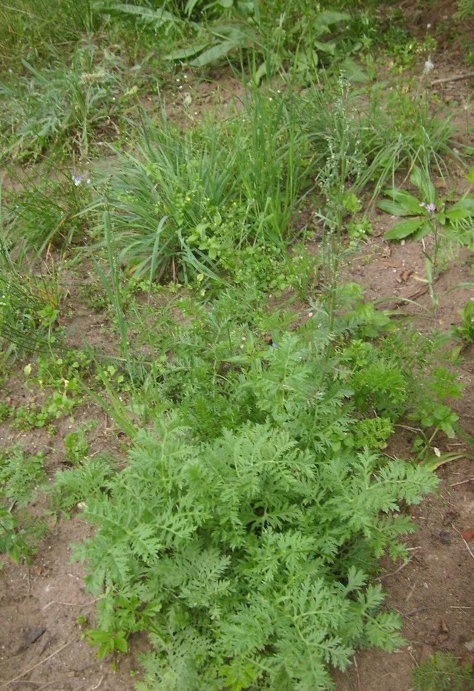 Artemisia oelandica (Besser) Krasch.
