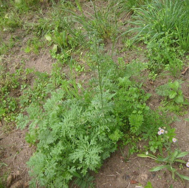 Artemisia oelandica (Besser) Krasch.