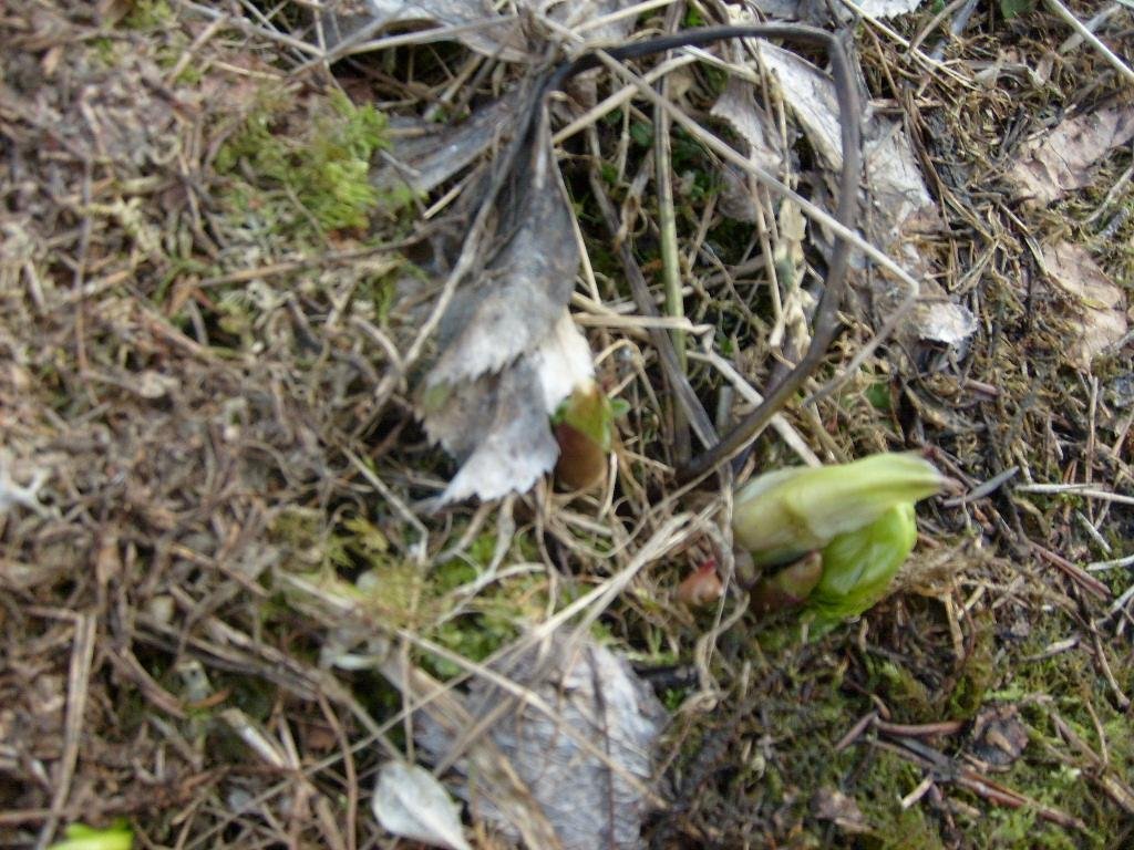 Helleborus caucasicus A. Br.