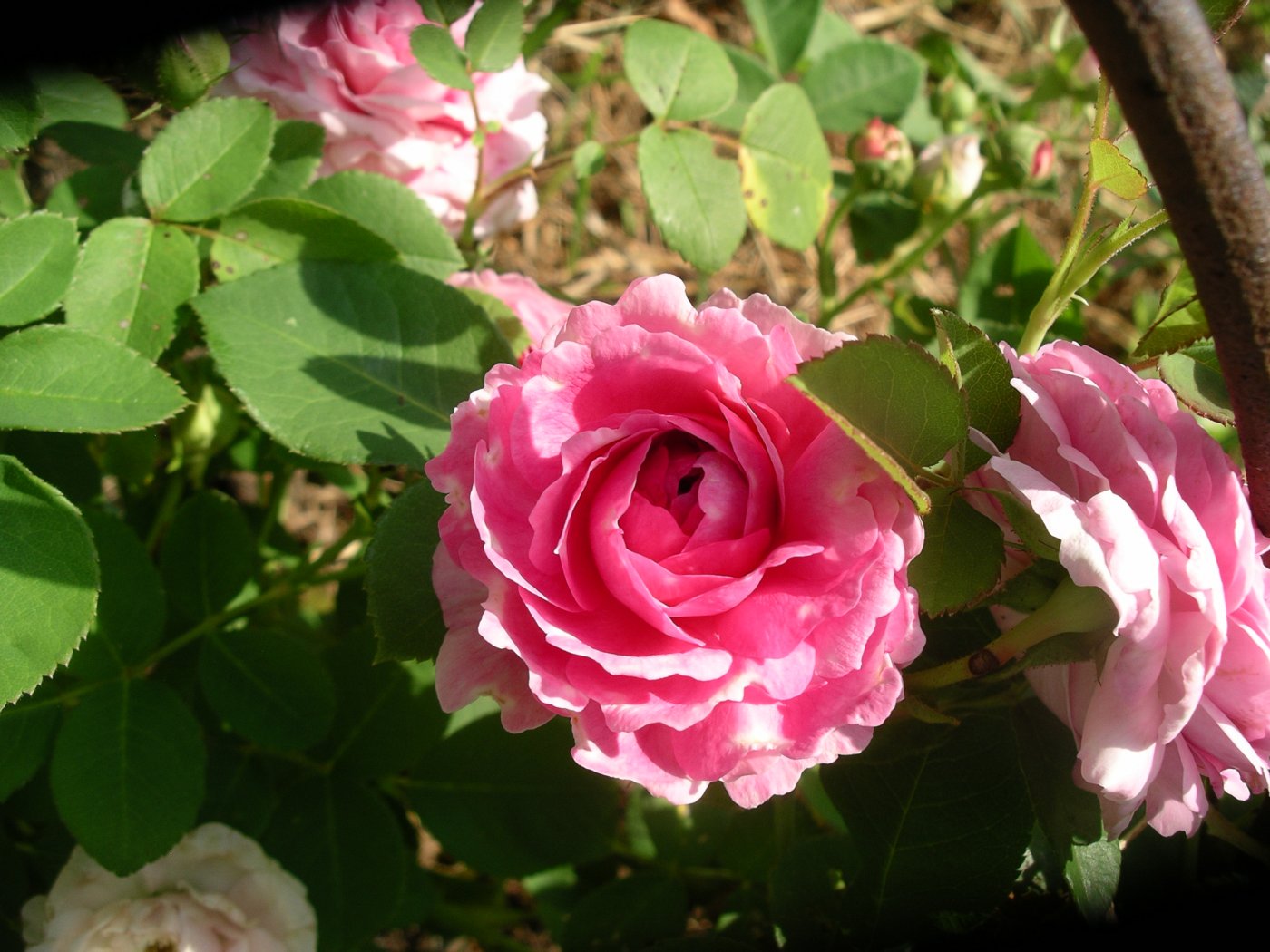 Rosa hybridus  cv. Geschwinds orden