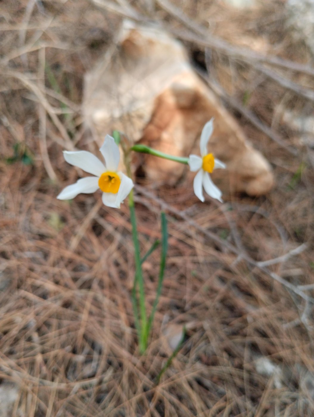Narcissus tazetta L.