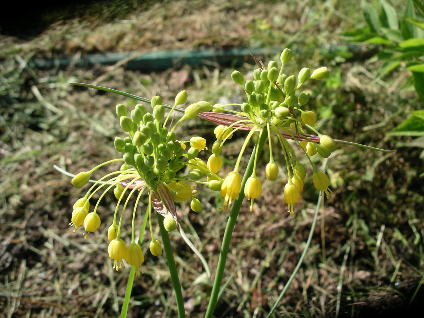 Allium flavum  cv.  Minor