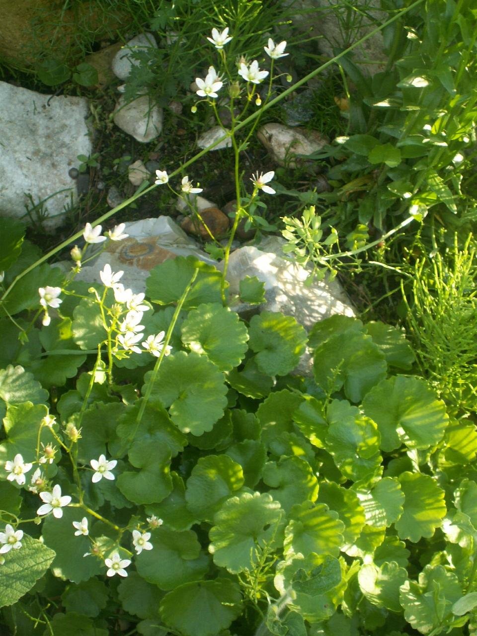 Saxifraga rotundifolia 