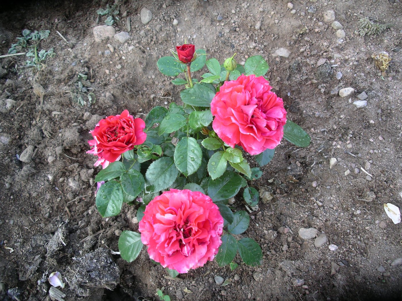 Rosa hybridus  cv. Cherry Girl