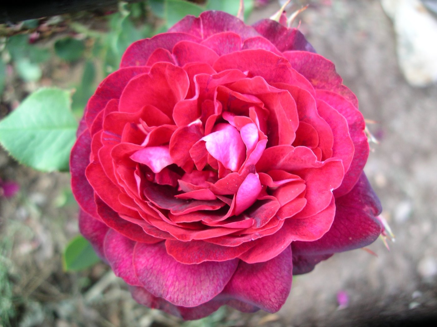 Rosa hybridus  cv. Lea Mege