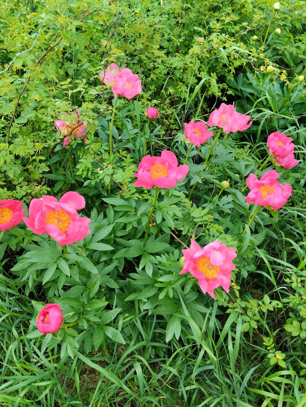 4ccde627c059d88054f7d6003cb82715.jpeg