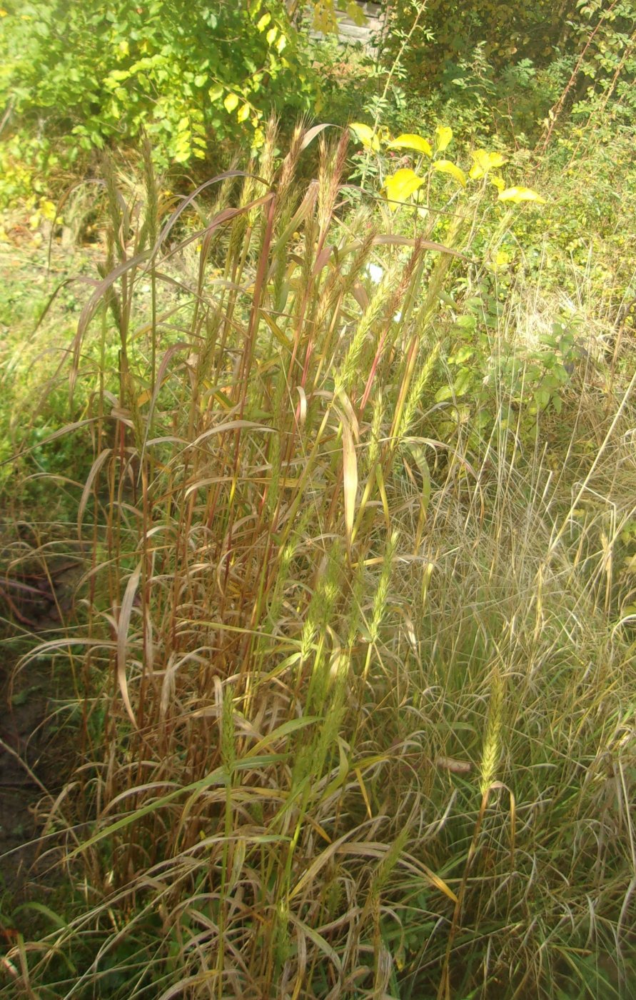 Vicia baicalensis (Turcz.) B. Fedtsch.