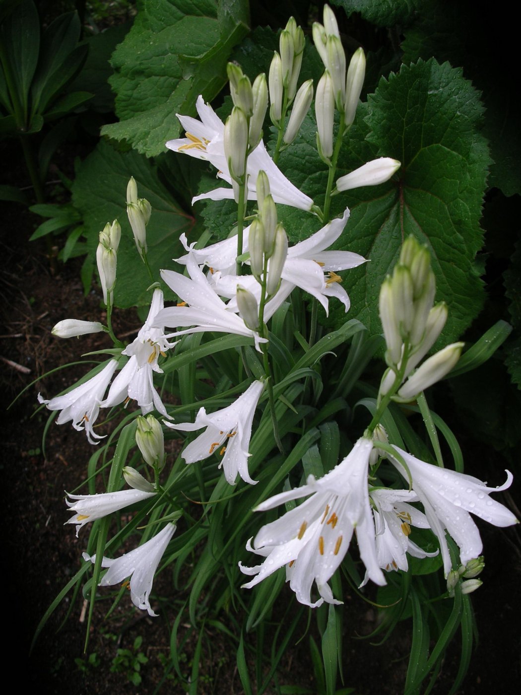 Paradisea liliastrum 