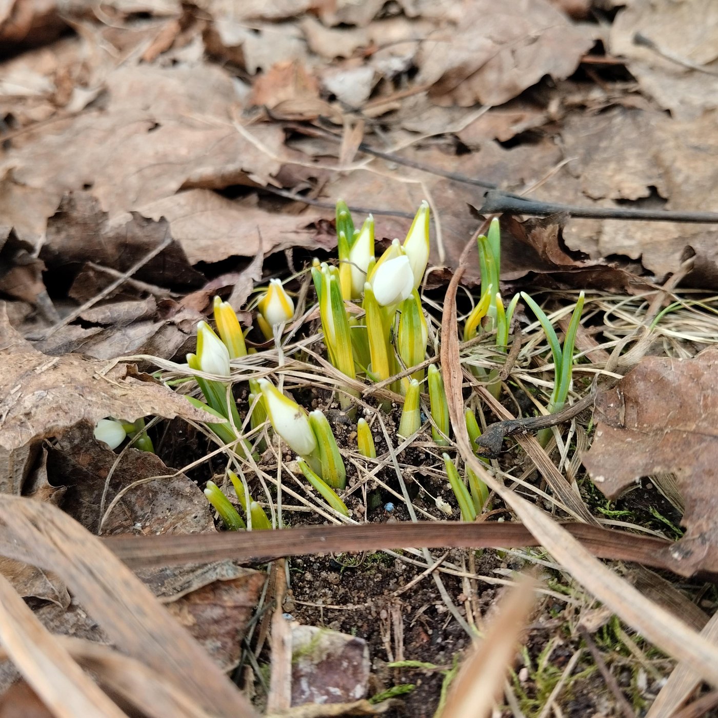 Galanthus nivalis  cv. Flore Pleno