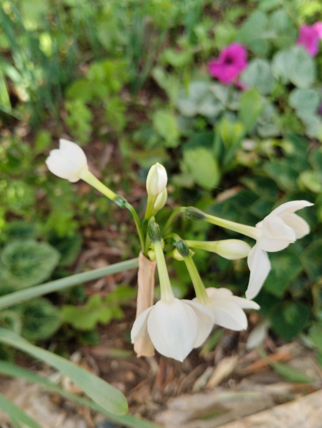 Narcissus papyraceus Ker Gawl.
