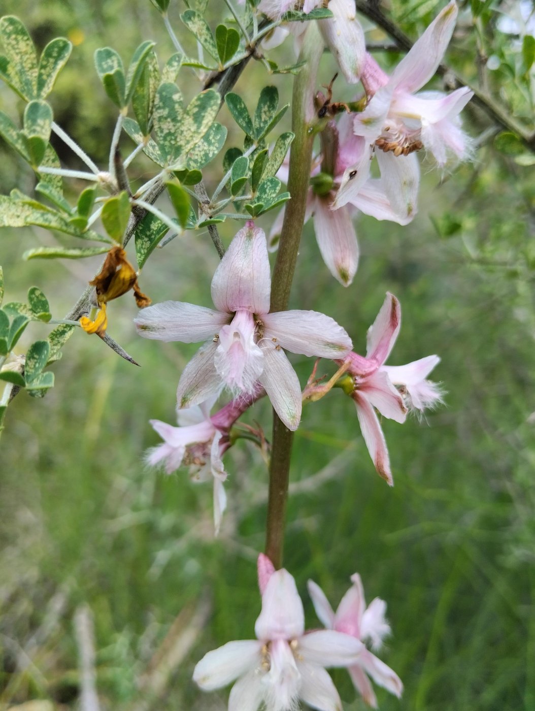 Delphinium ithaburense Boiss.