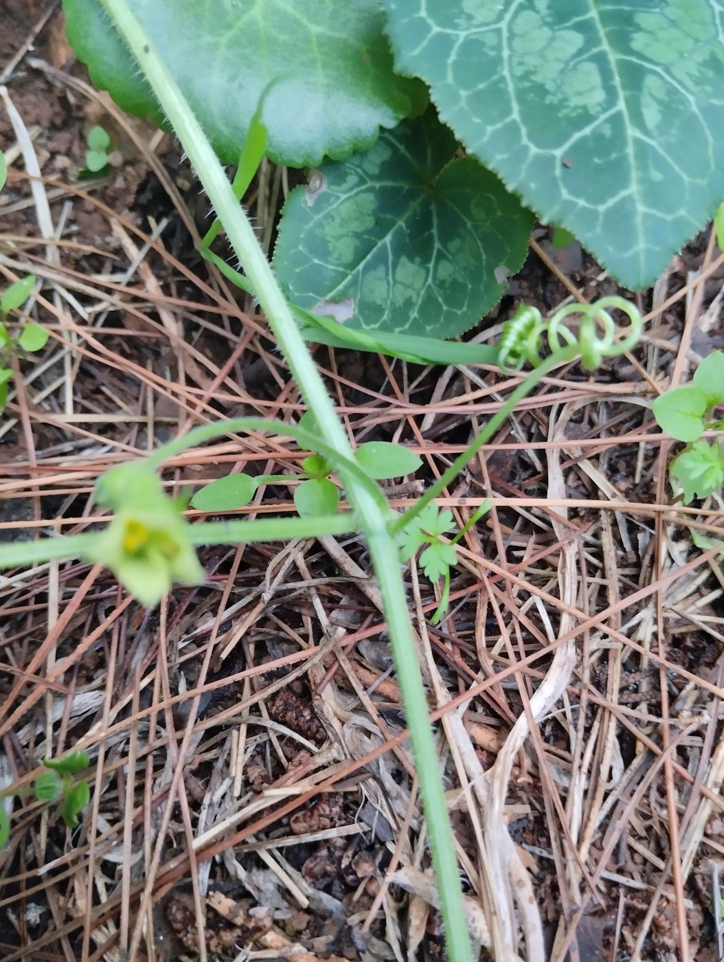 Bryonia syriaca Boiss